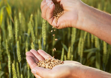 agro inputs